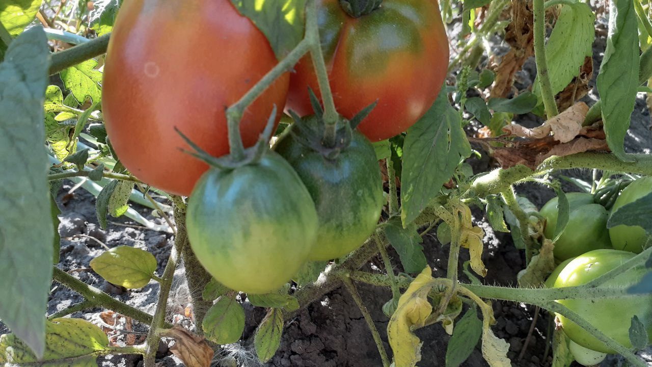 Городники розповіли, як приготувати натуральну калієву підживку для томатів  