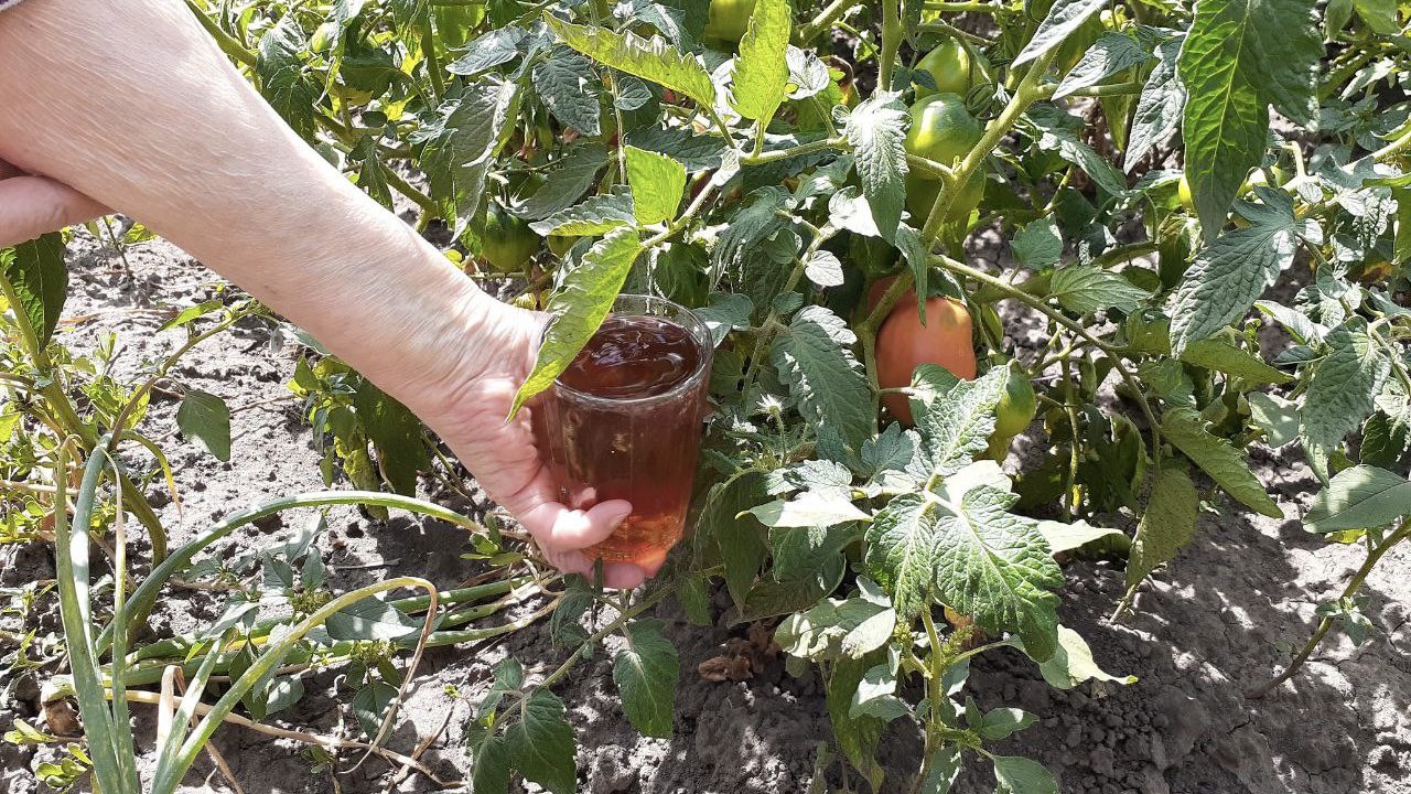 Городники розповіли, як приготувати натуральну калієву підживку для томатів  