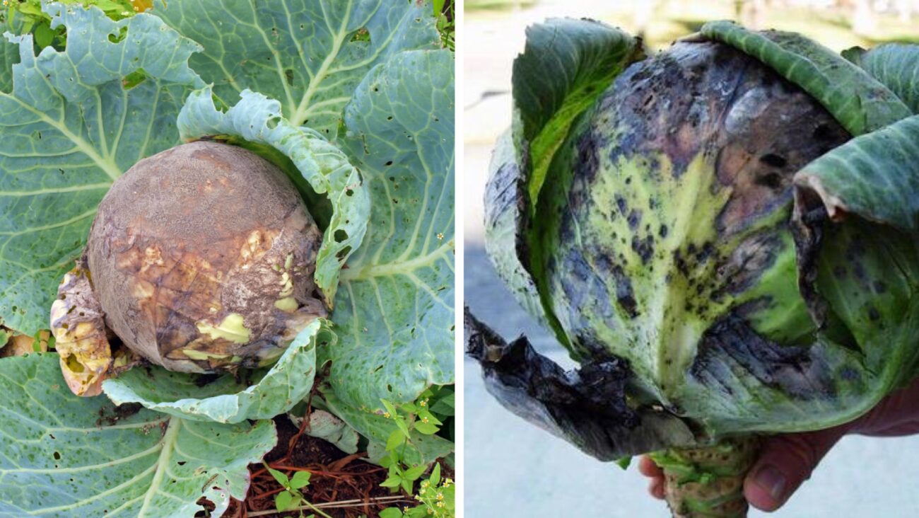 Городники розповіли, як зробити розчин від білокрилки на капусті 