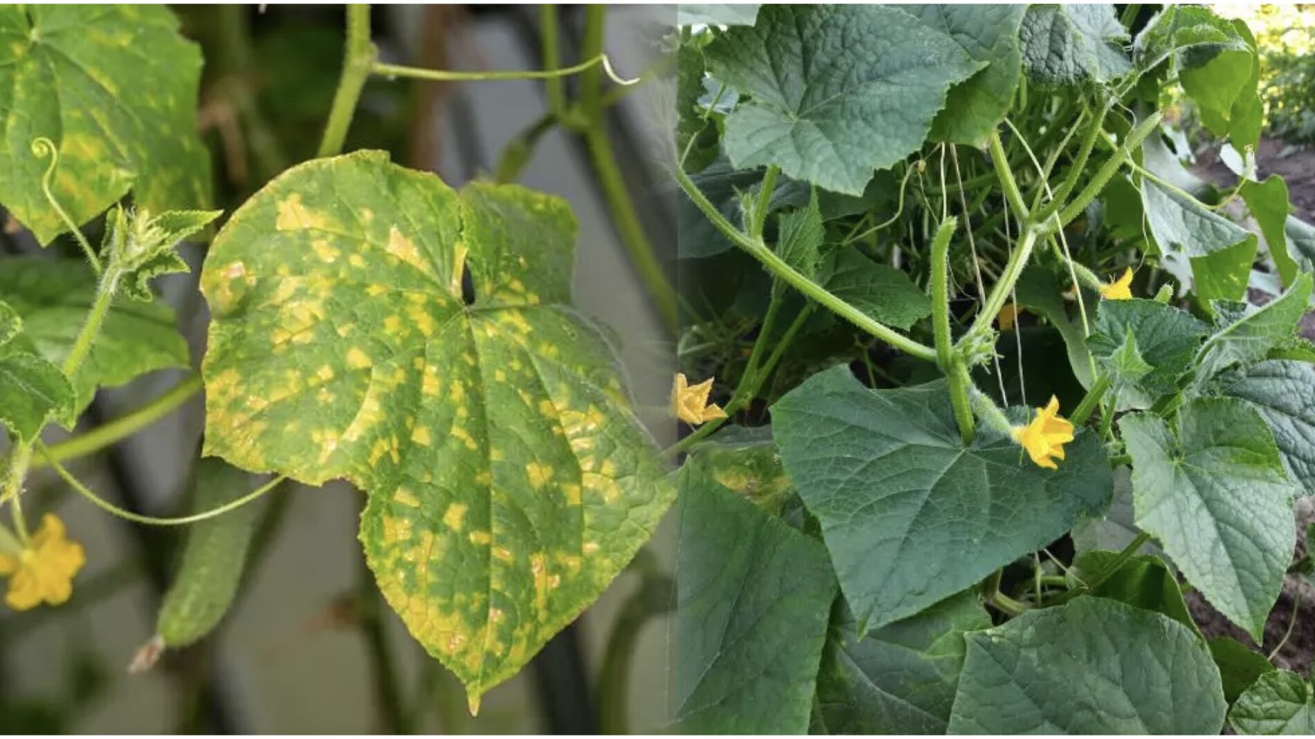 Городники розповіли, як приготувати розчин від павутинного кліща з двох лимонів