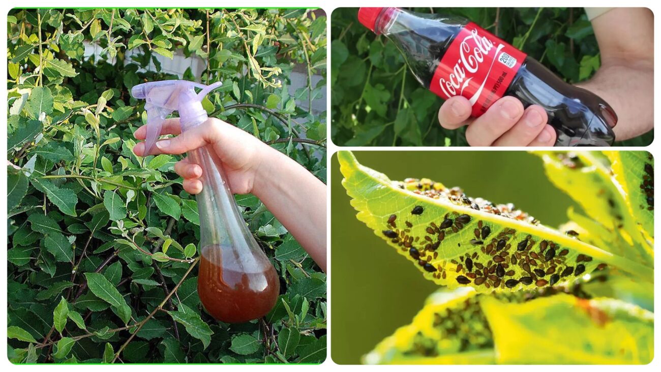 Городники розповіли, як позбутися мурах і попелиці за допомогою кока-коли 