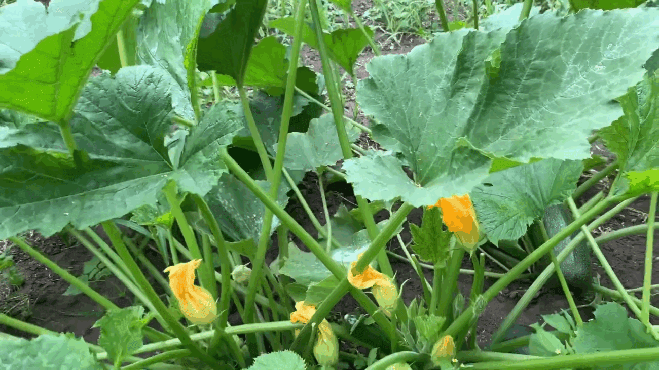 Городники розповіли, що робити з кабачками, якщо вони почали гнити на кущі