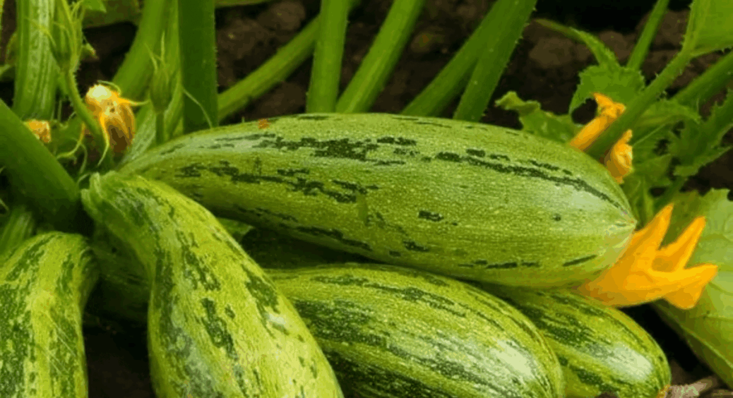 Кабачки гнили, аж серце краялось – додала 1 ложку “пилу” з кухні й зав’язі тепер не сипляться, а товстіють 