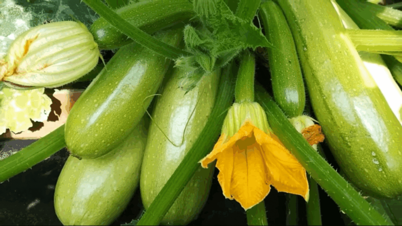 Городники назвали найкраще добриво для соковитих кабачків