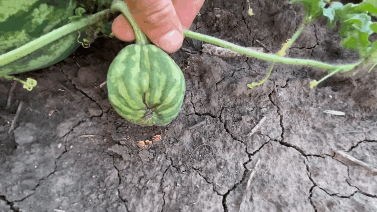 Експерти розповіли, що робити, якщо в'януть кавуни