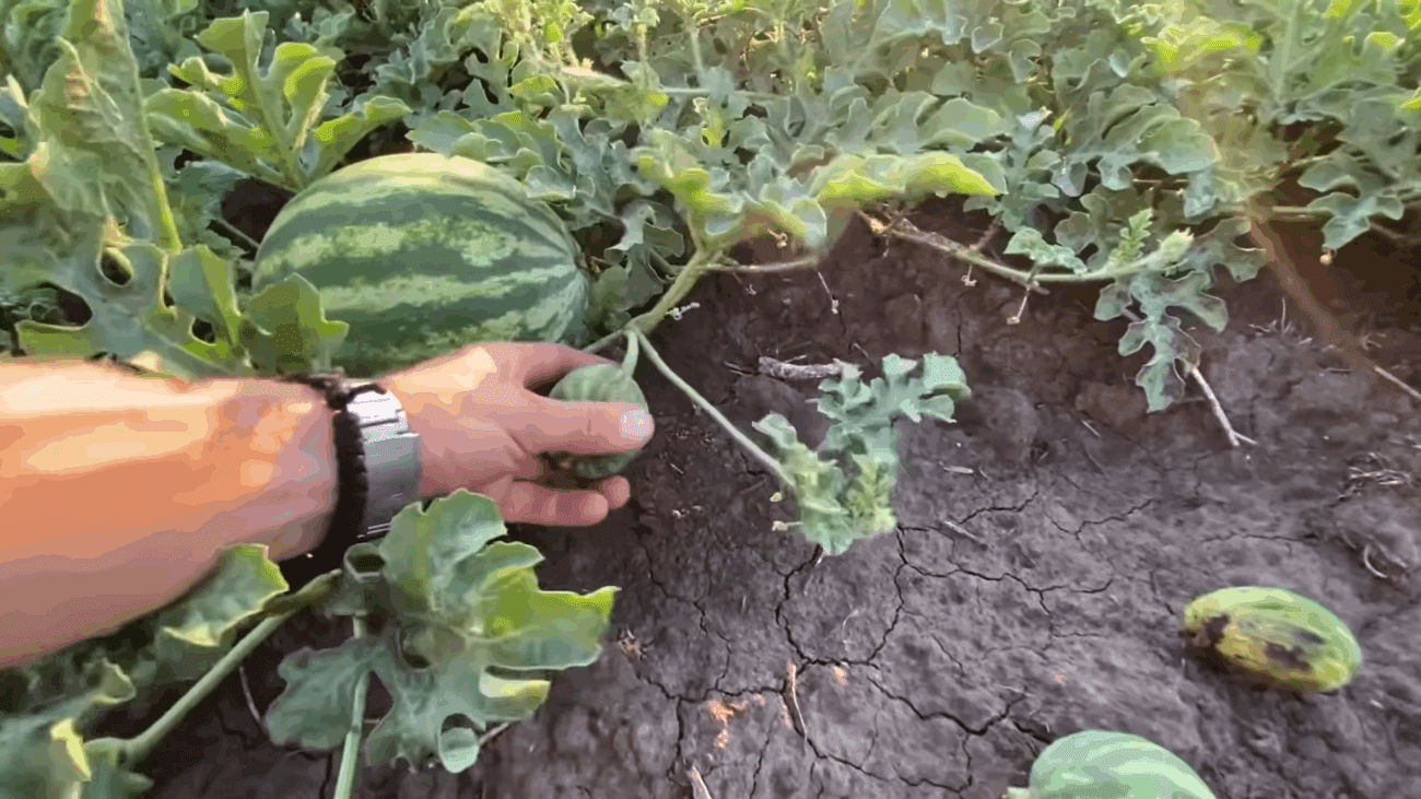 Городники розповіли, як провести останню підкормку кавунів 