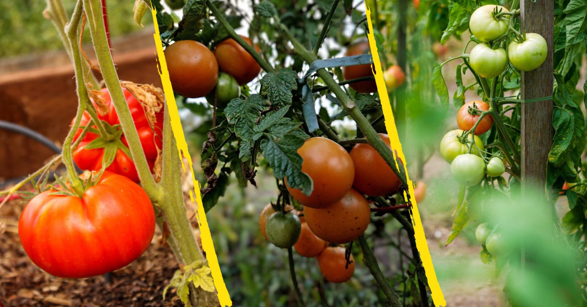 Фермери пояснили, коли найкраще збирати врожай помідорів