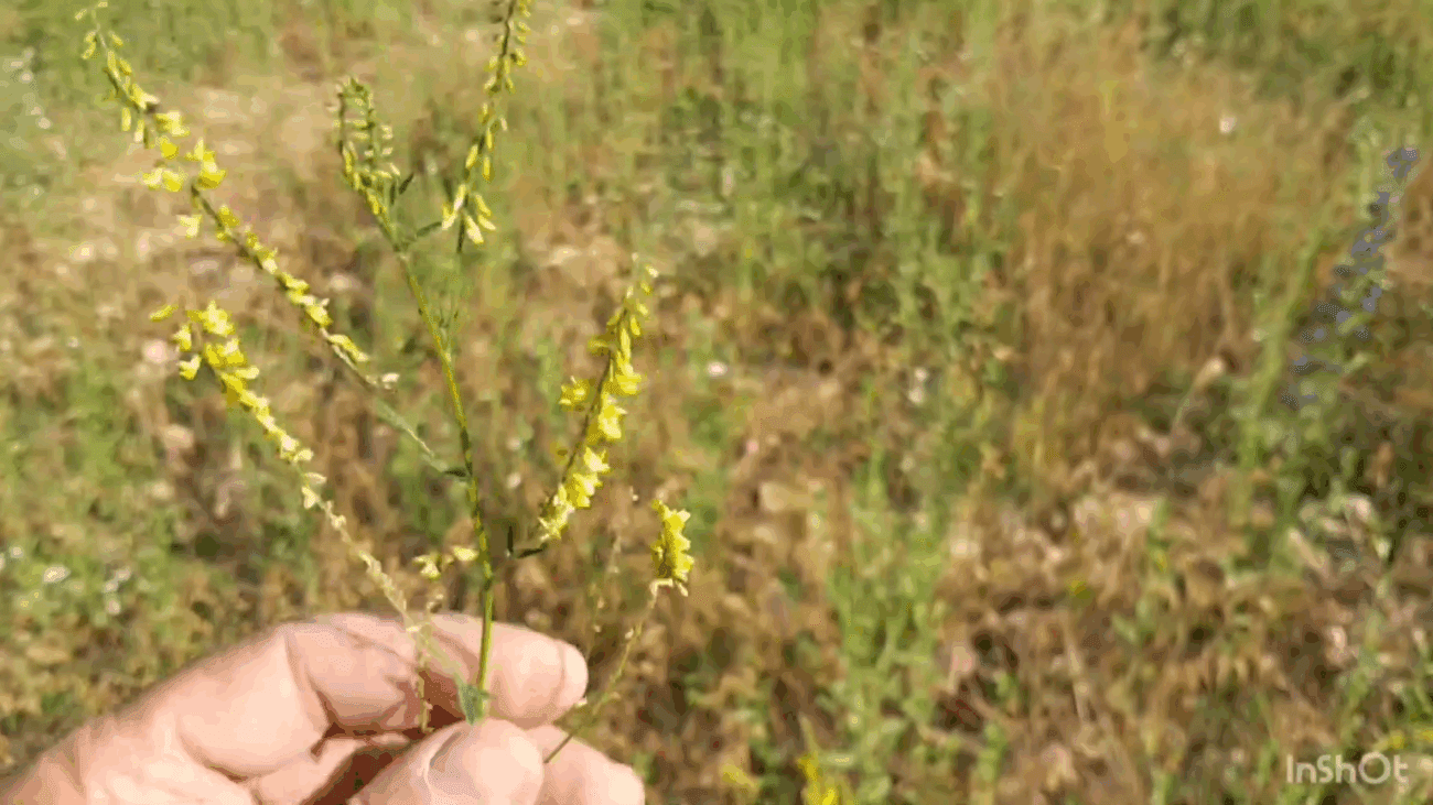 Експерти розповіли, як легко позбутися мишей без грошей