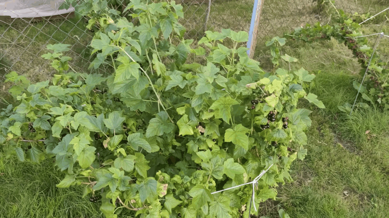Садівники розповіли, чим підживити смородину восени