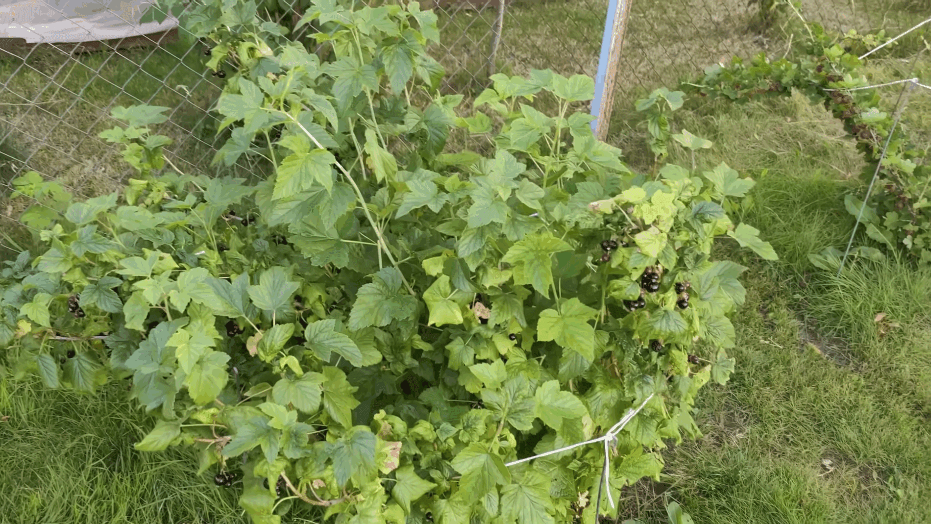 Експерти розповіли, як правильно проводити обрізку смородини