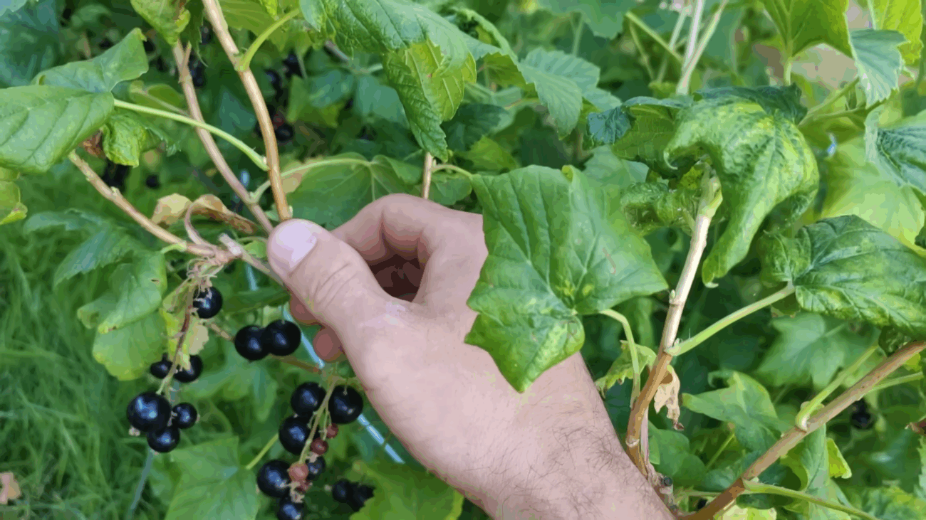 Експерти розповіли, як правильно проводити обрізку смородини