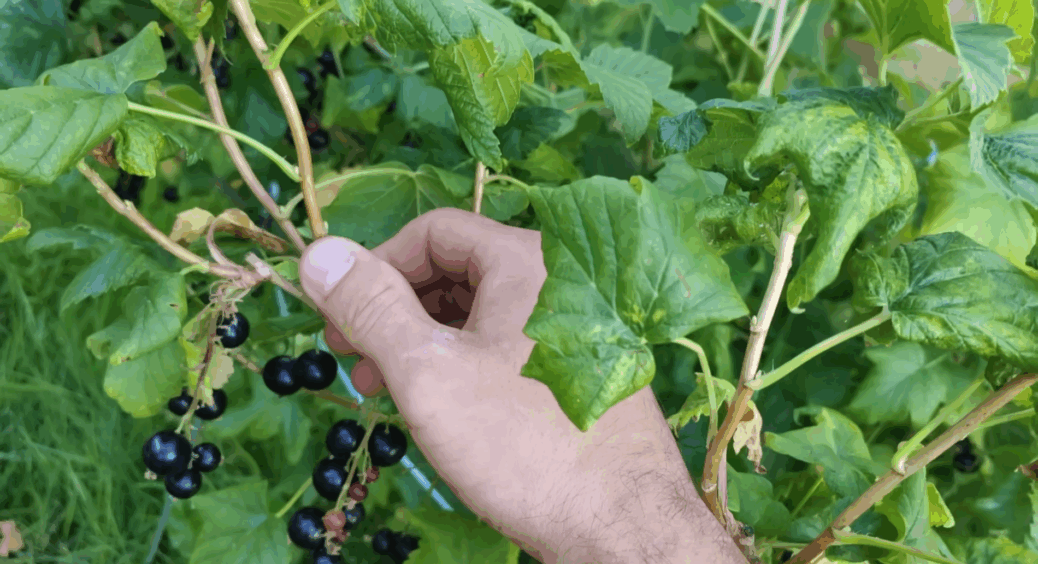 Обрізаю “стару” смородину по-хитрому – 10 відер ягід через рік забезпечений: врожай як з молодого куща 