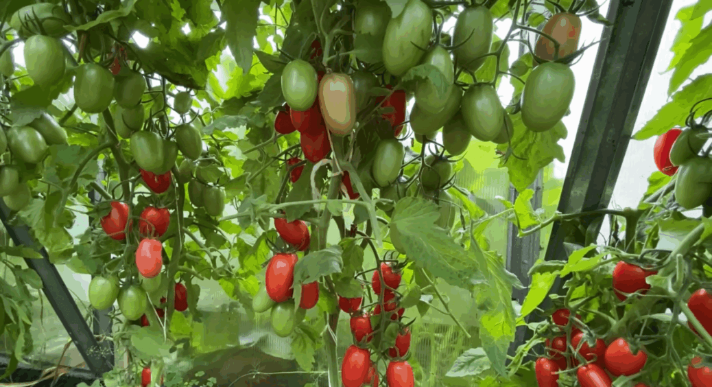 Пасинки не чіпаю до упору в стелю – бачу результат: помідори соковиті, а не “картонні” як у сусідів 