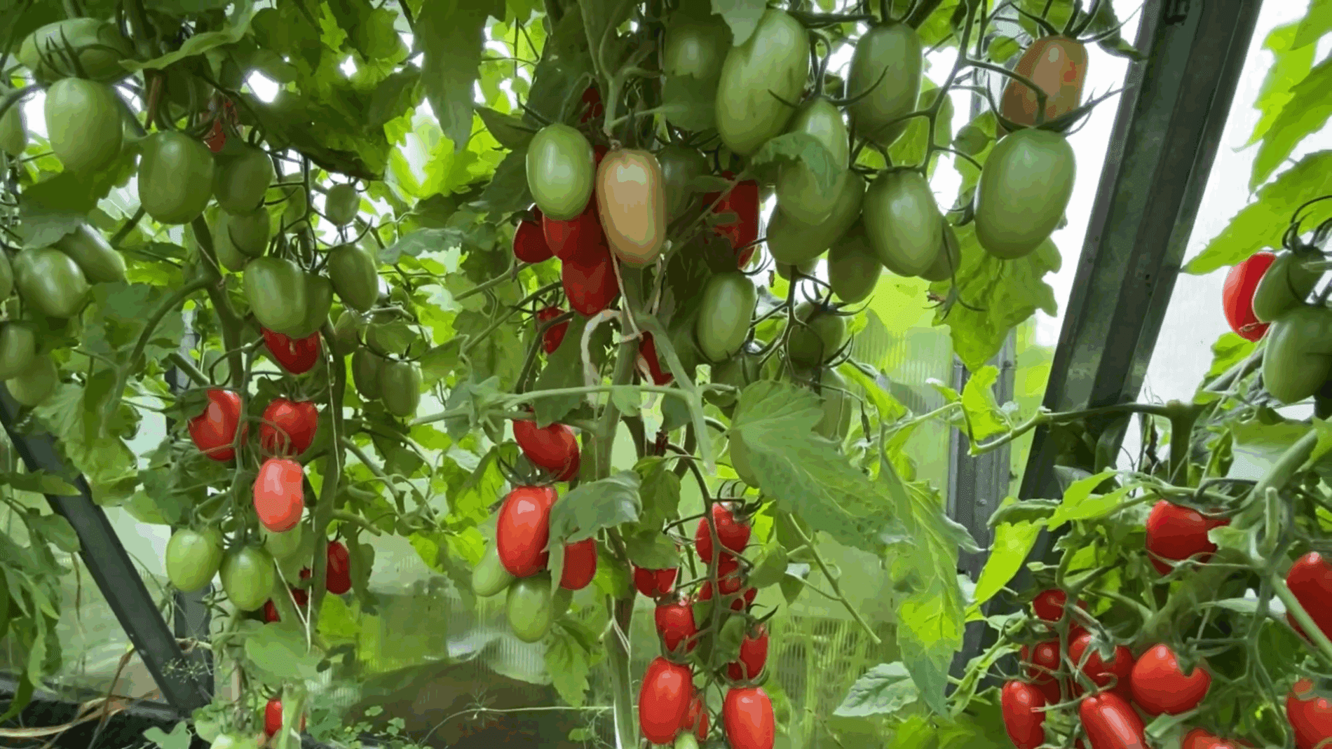 Експерти розповіли, чим обробляти томати після дощів