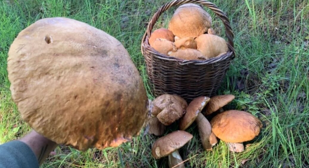 Сплю досхочу, а грибів збираю на 175% більше, ніж свекруха-жайворонок: розкриваю перевірену схему 