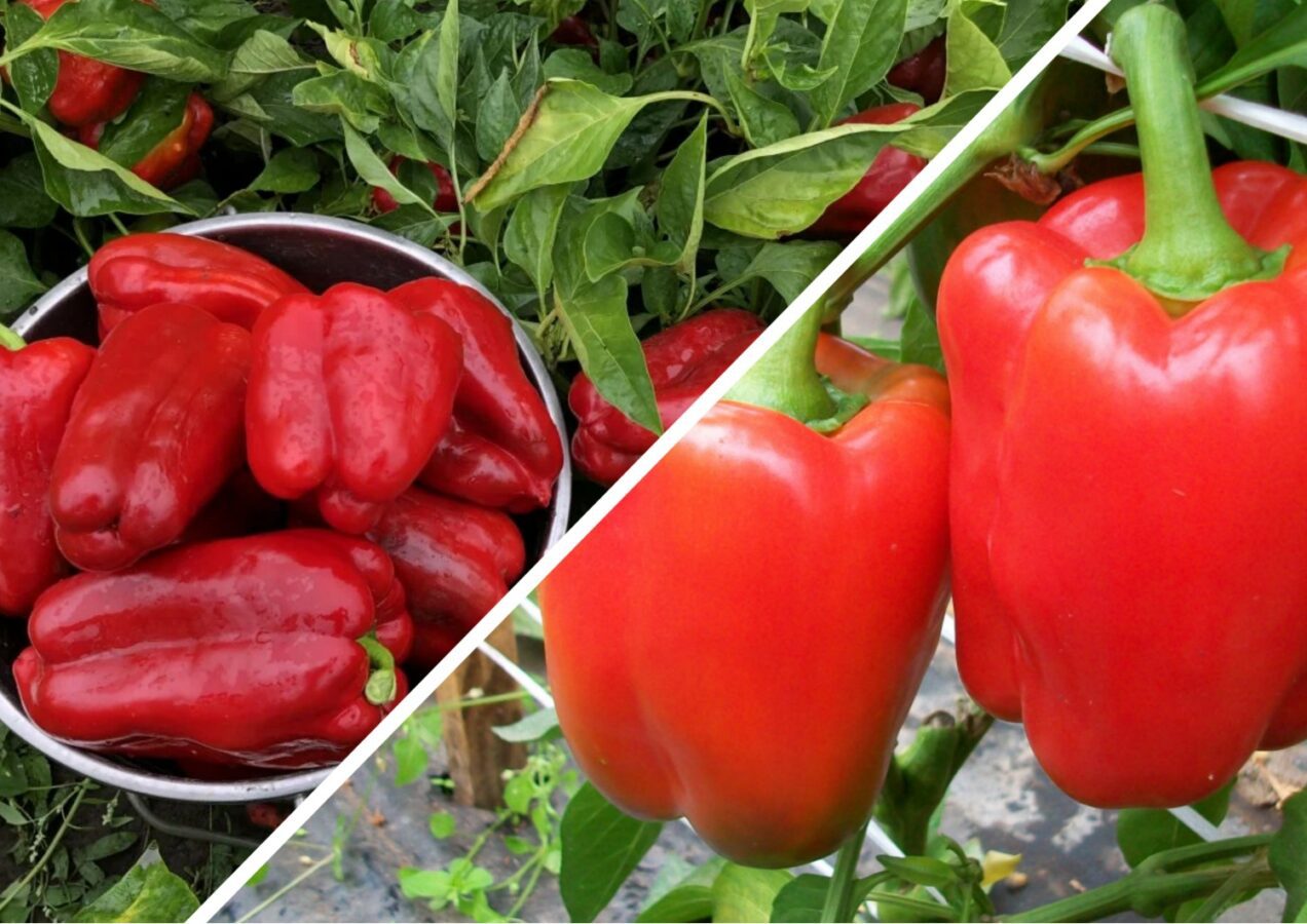Експерти розповіли про особливості догляду за солодким перцем в серпні