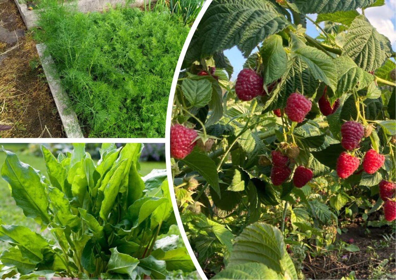 Садівники розповіли, як зупинити розростання кущів малини