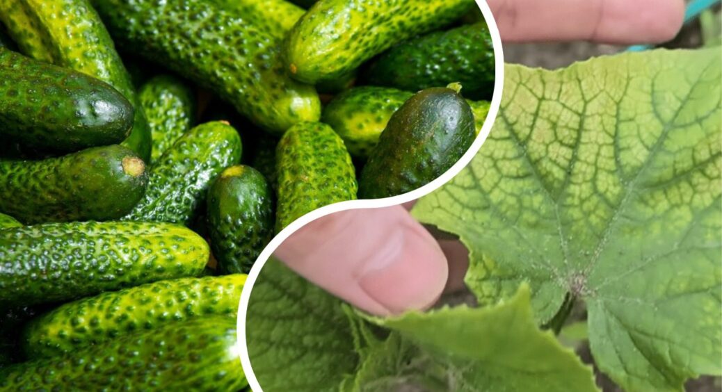 Позбулась від 5 популярних помилок, через які огірки жовтіють: врожайність “вистрілила” у 2-3 рази більше 