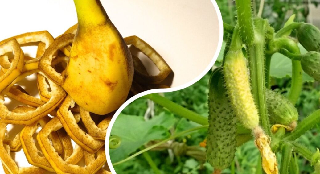 Огірки зʼявляються один за одним: додала до склянки 10 мл “порошку” – і цей “конвеєр” не зупинити 