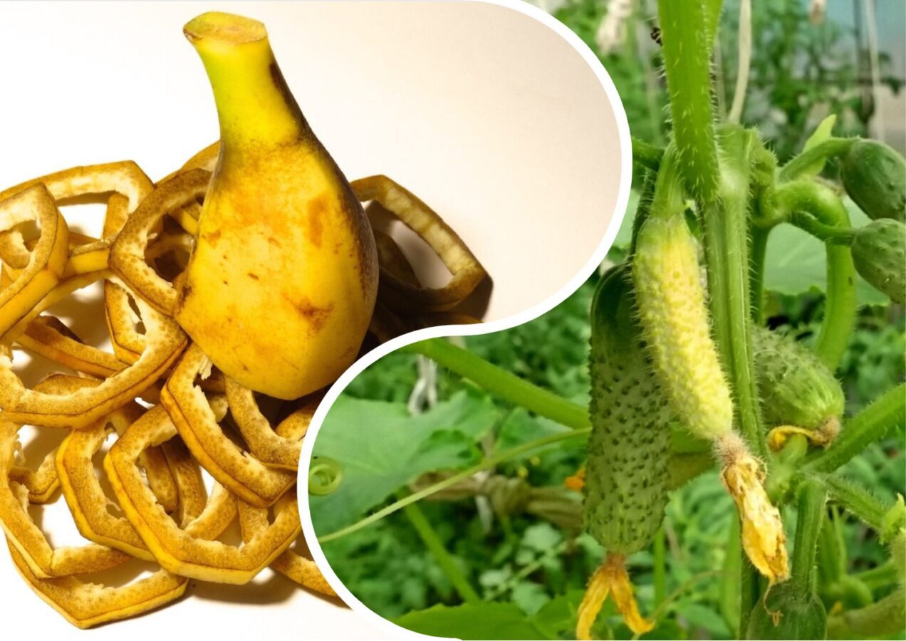 Городники розповіли, яким органічним порошком підживити огірки