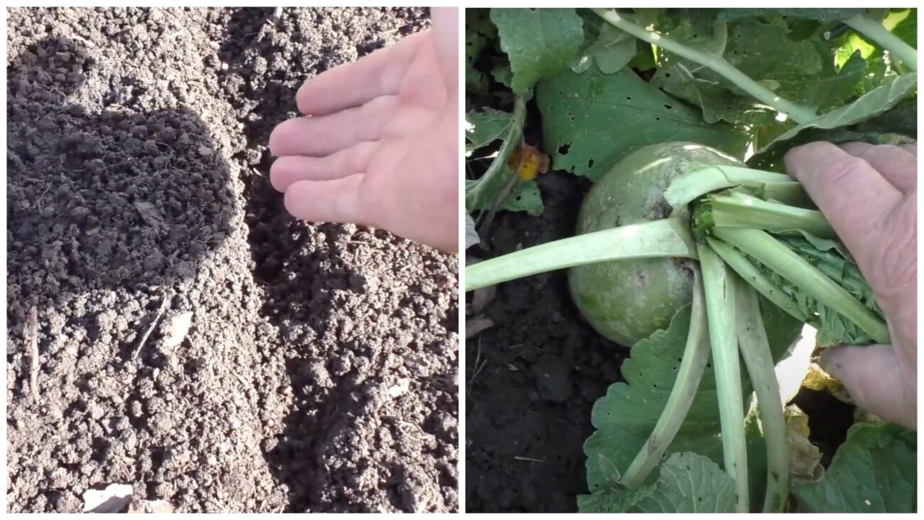 Городники розповіли, яку культуру посадити в липні