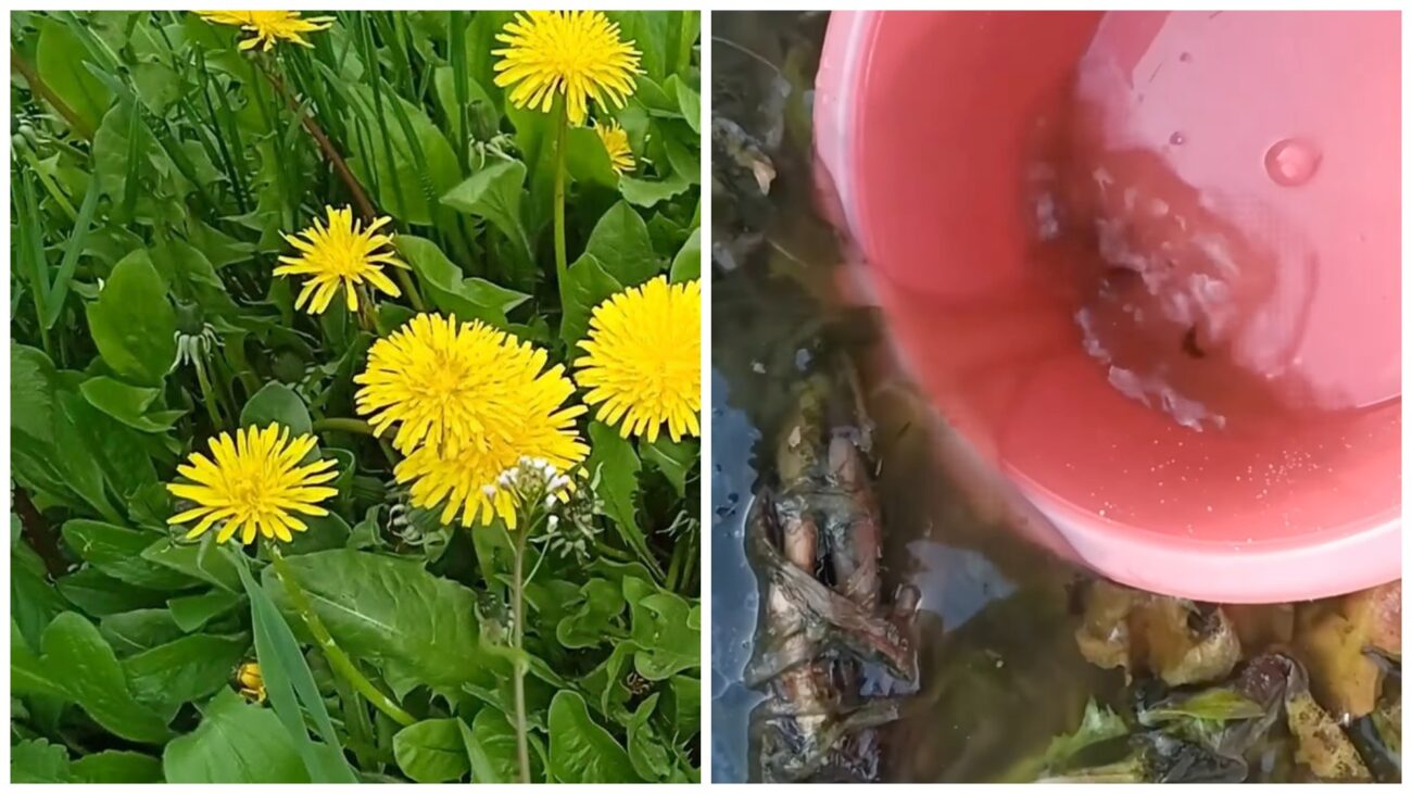 Городники поділилися рецептом калійного добрива з кульбаб