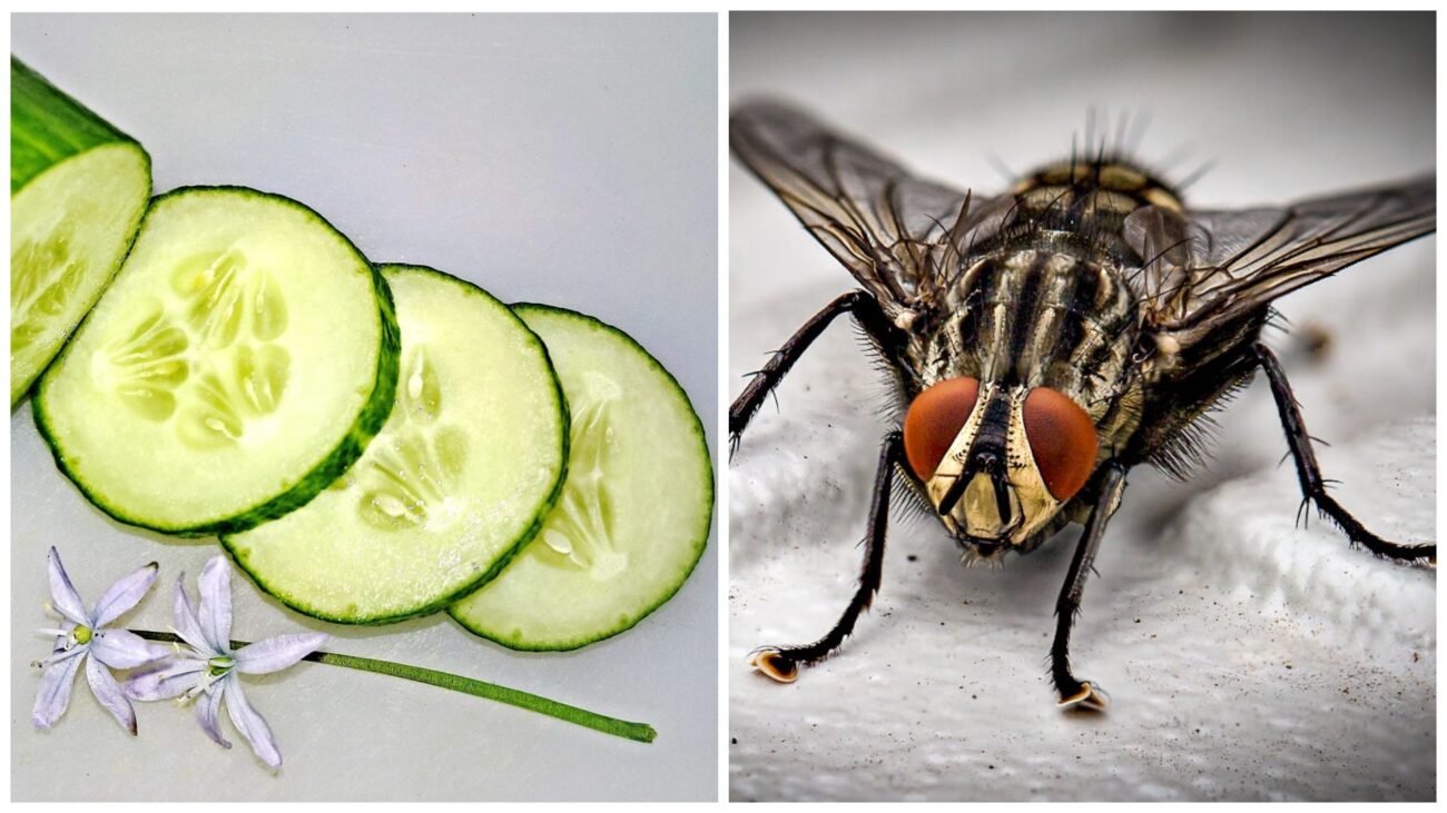 Господині розповіли, який овоч на відмінно бореться з комахами в оселі