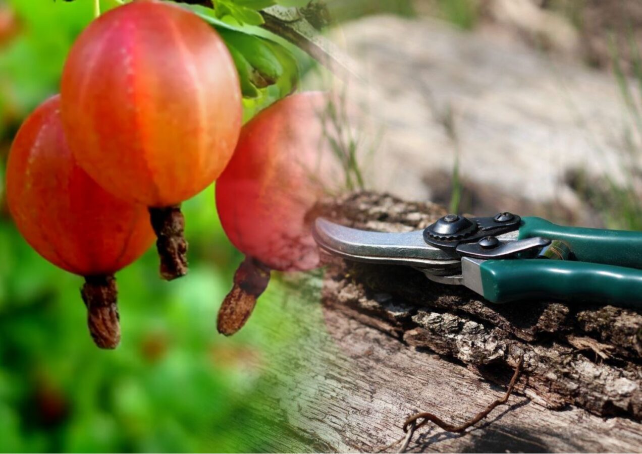 Садівники пояснили, як правильно обрізати аґрус влітку