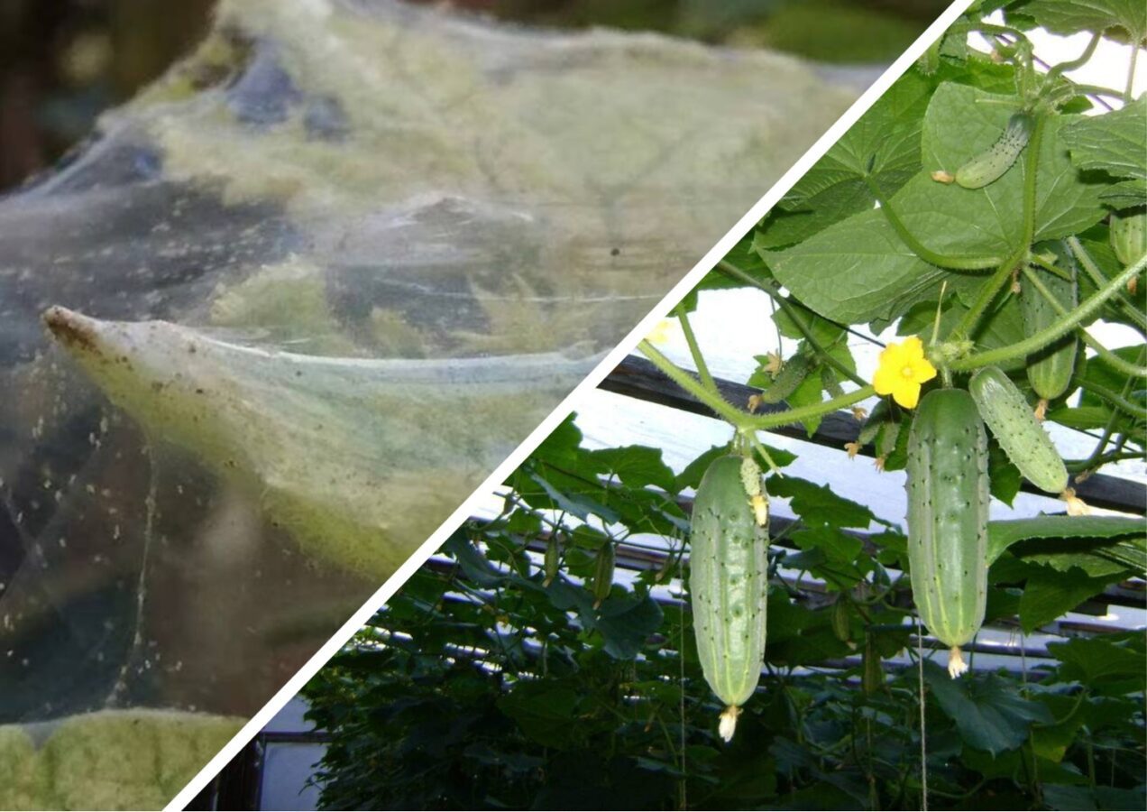 Городники розповіли, як без хімії захистити огірки від павутинного кліща