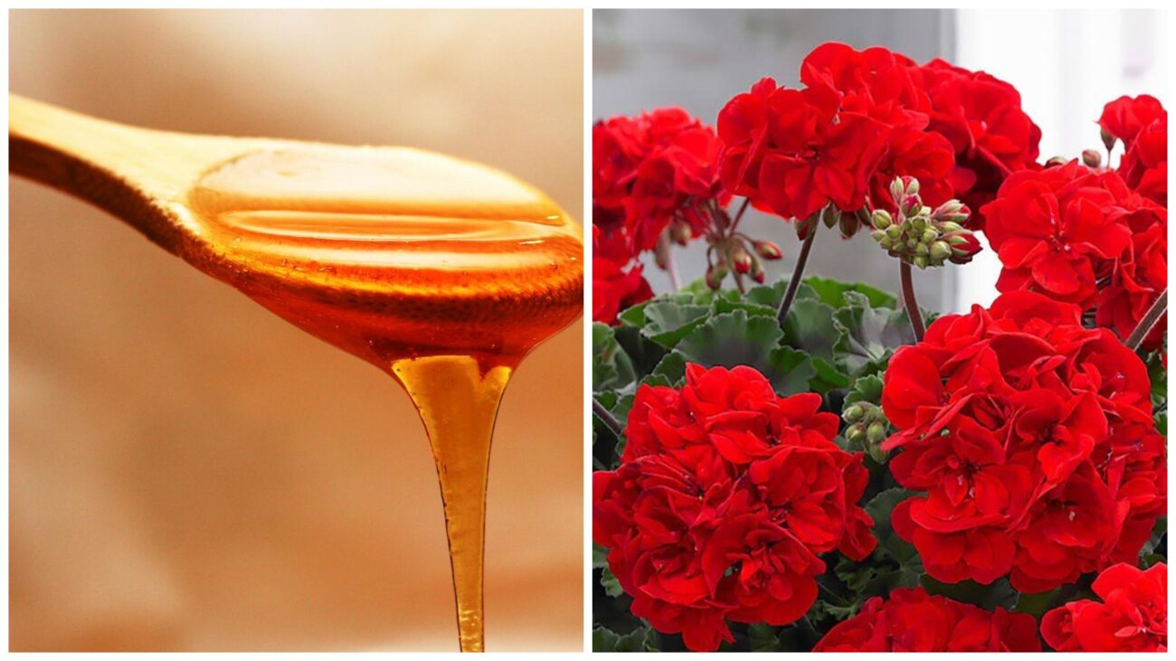 Квітникарі поділилися рецептом підживлення герані на основі меду