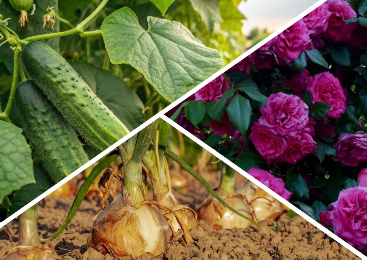 Садівники поділилися рецептом розчину для підживлення огірків цибулі та троянд
