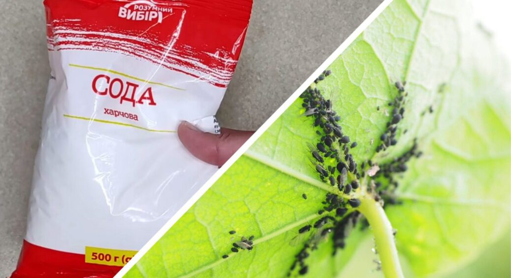 Була просто сода – стала ворогом №1 для шкідників: усього 4 ложки на 10 л води від попелиці та інших комах 
