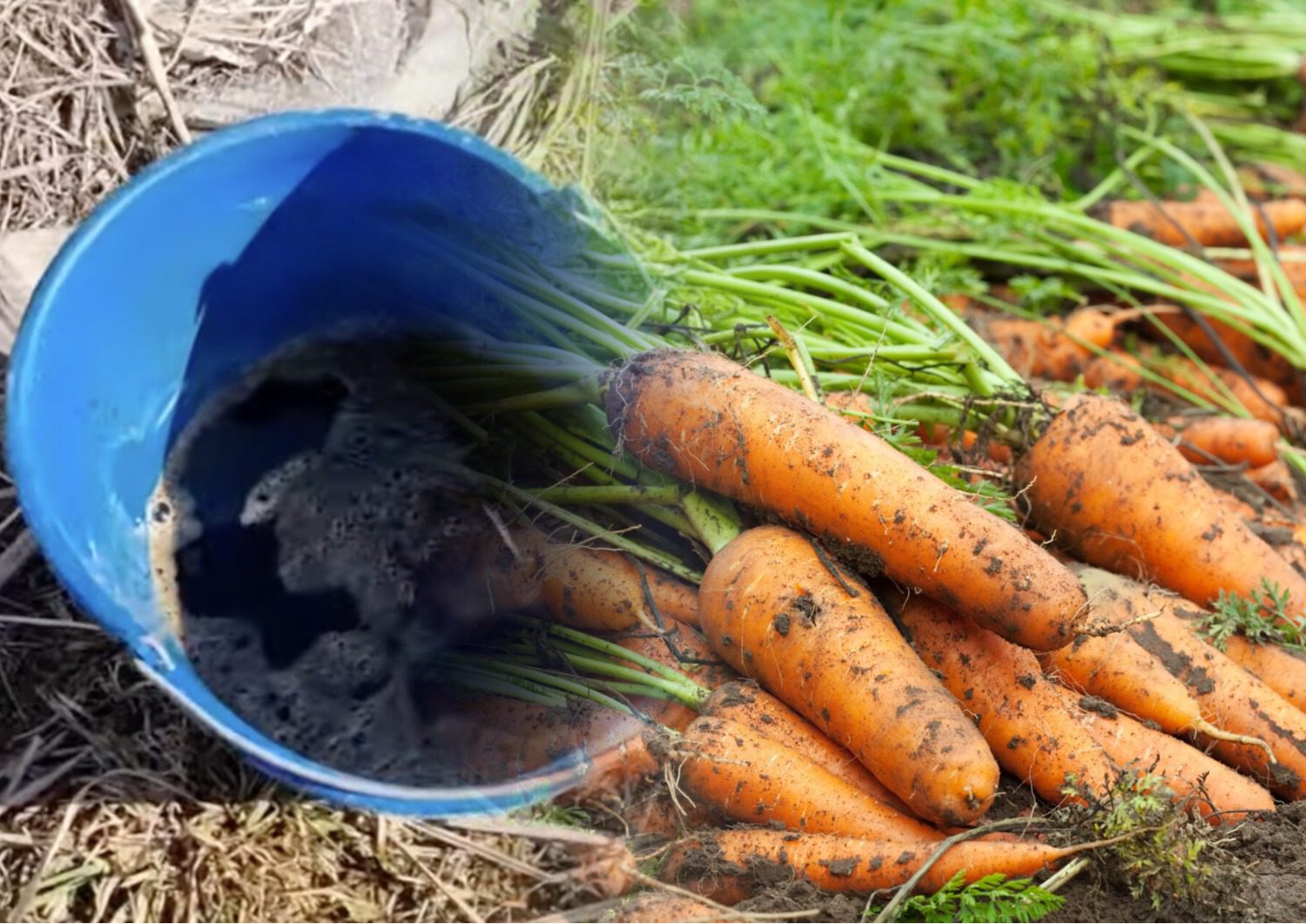 Експерти розповіли, чим найкраще підживлювати моркву в серпні