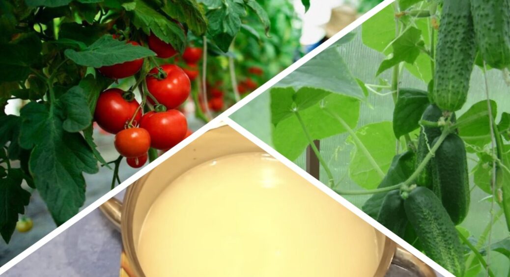 Поливаю огірки й помідори раз на 10 днів “крохмальним настоєм”: +7 кг плодів з кожного куща – точний рецепт 