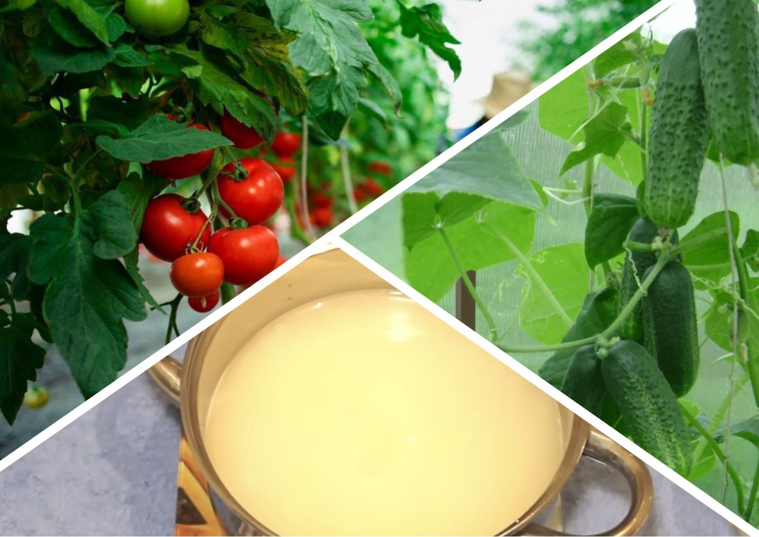 Городники розповіли, навіщо поливати овочі картопляним відваром