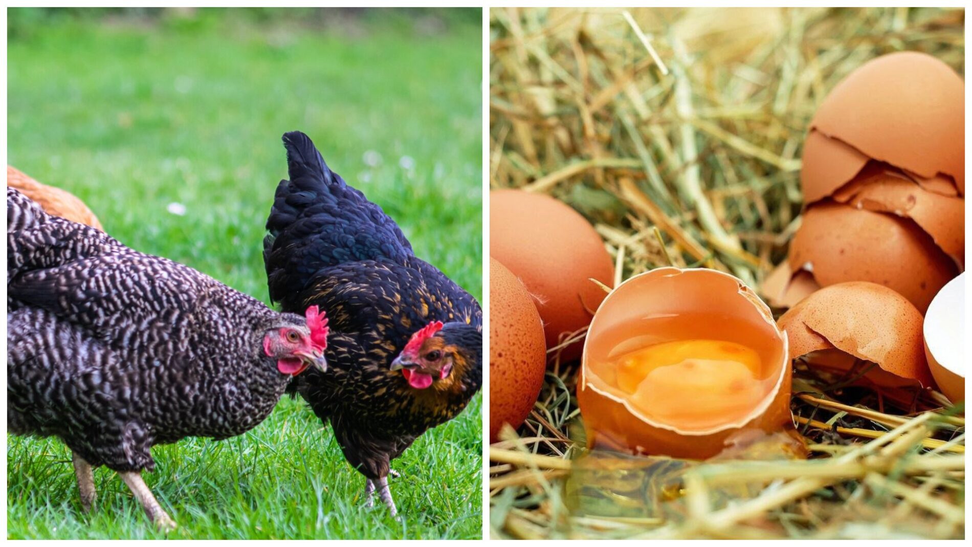 Господині пояснили, як збільшити несучість курей