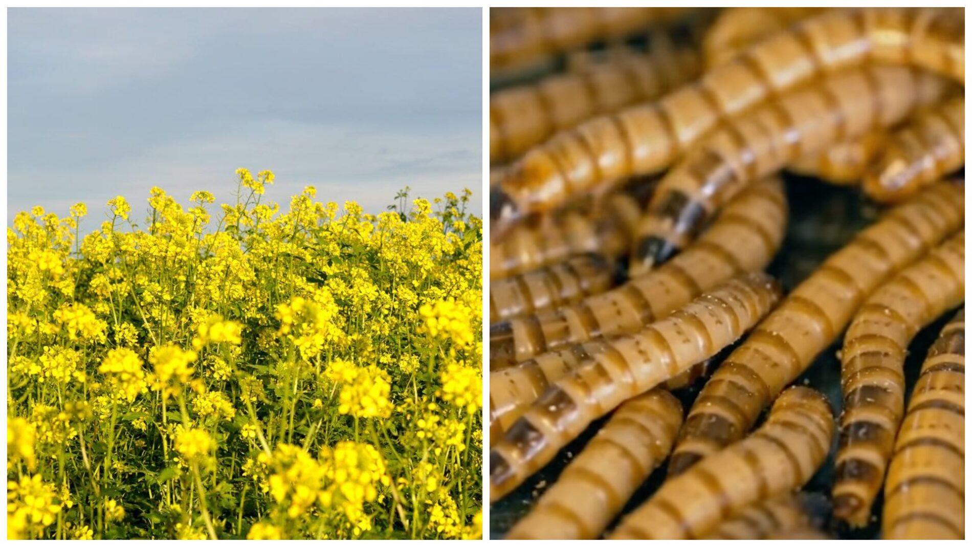 Городники розповіли, як позбутися дротяника завдяки сівозміні