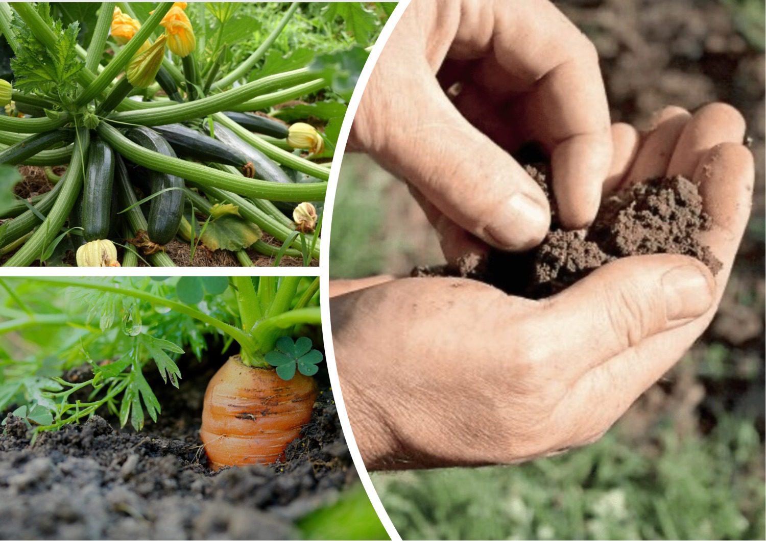 Городники поділилися списком культур, які гарно ростуть у піщаному ґрунті