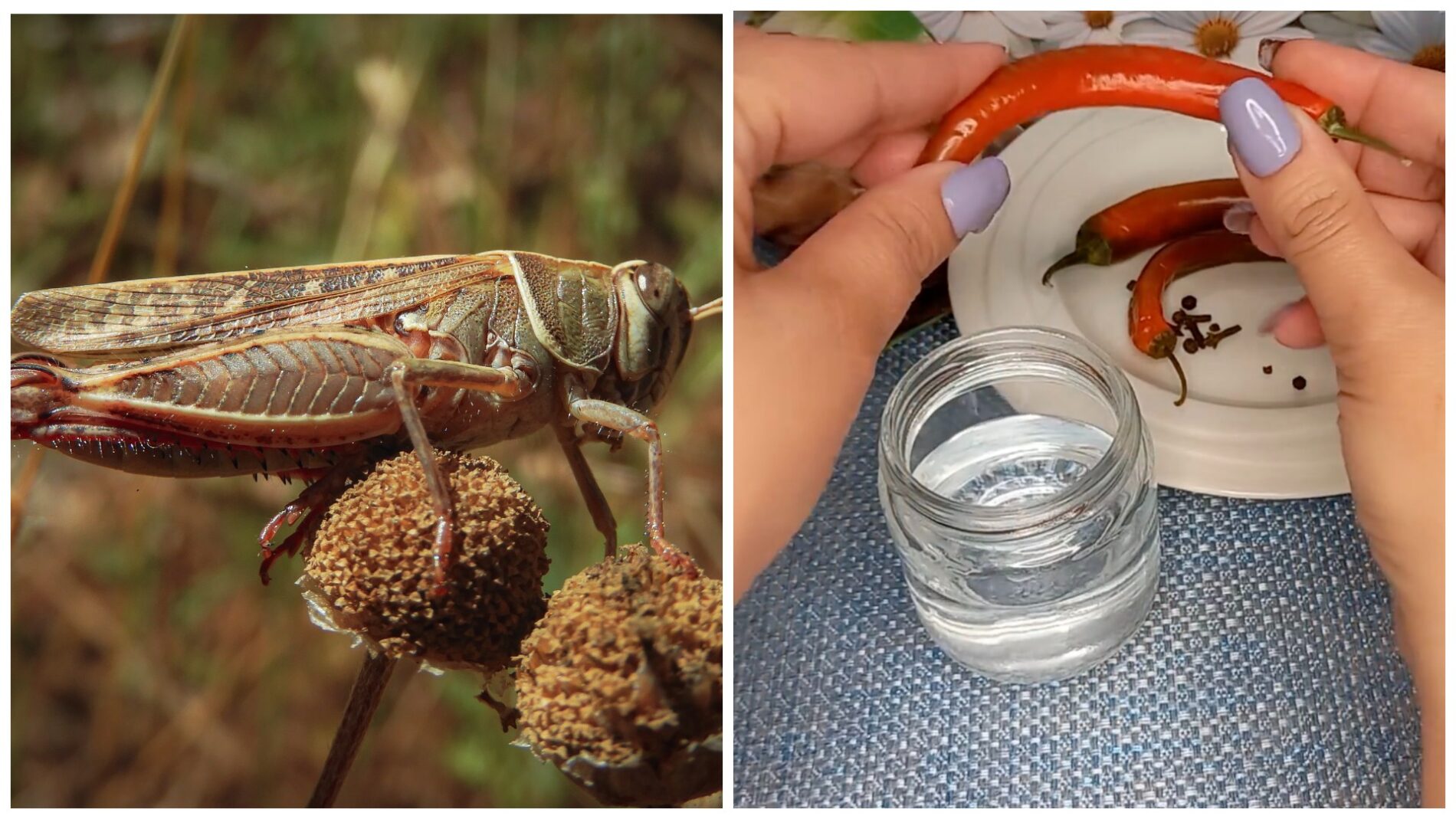 Садівники розповіли, який розчин допоможе позбутися сарани в саду