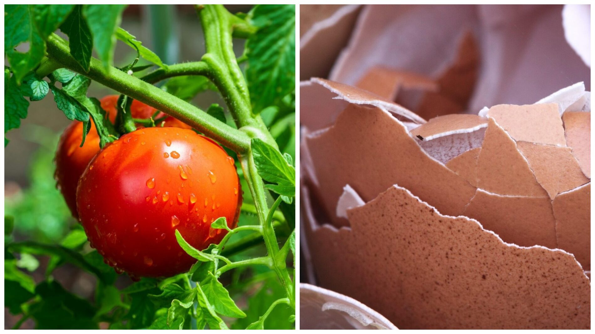 Городники розповіли, як використовують яєчну шкаралупу для підживлення томатів