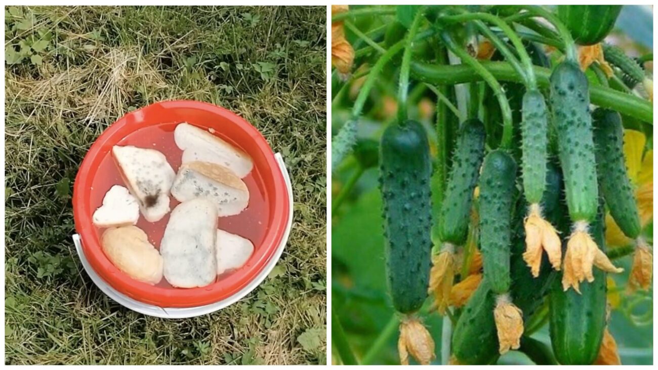 Городники поділилися рецептом підживлення для огірків зі старого хліба