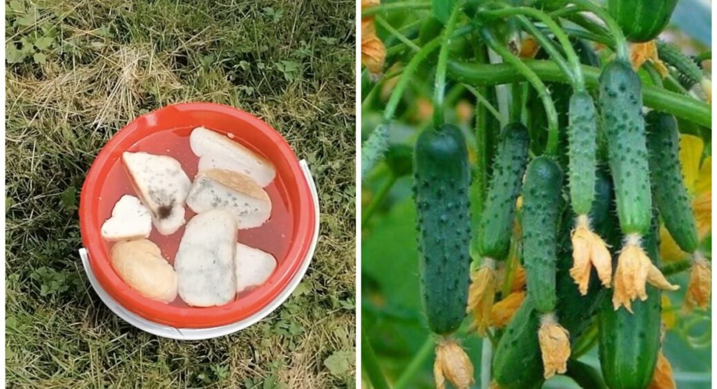 З “учорашнього” хліба тепер не сухарі роблю, а добриво огіркам: кущі “попруть” – головне, аби пліснява була 