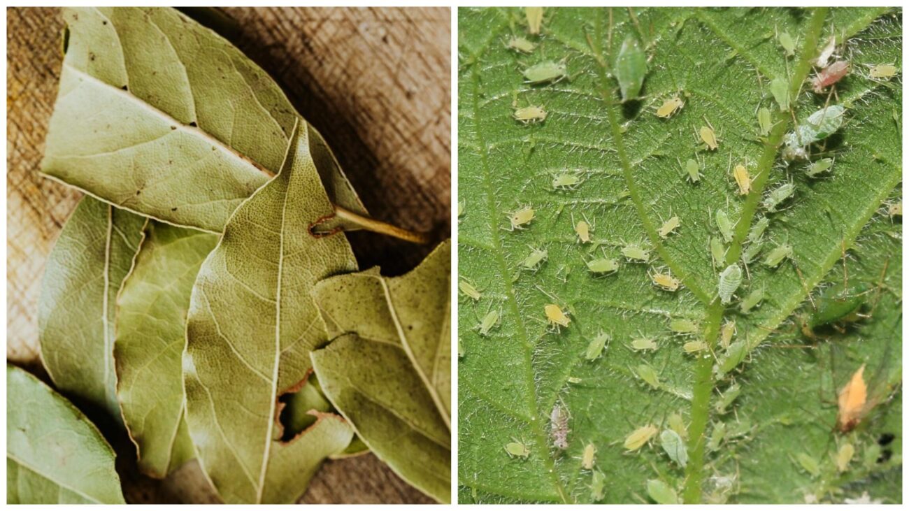 Городники поділилися секретним рецептом розчину від попелиці