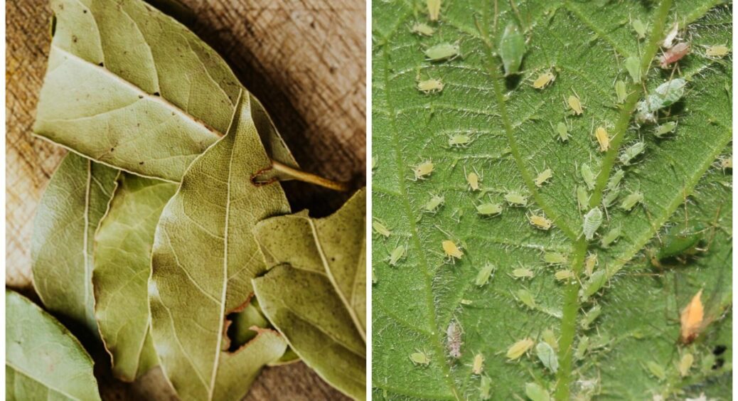 Не мило і точно не зола: ось що я додаю у воду, щоб попелиця тікала “світ за очі” на 1-2-3 