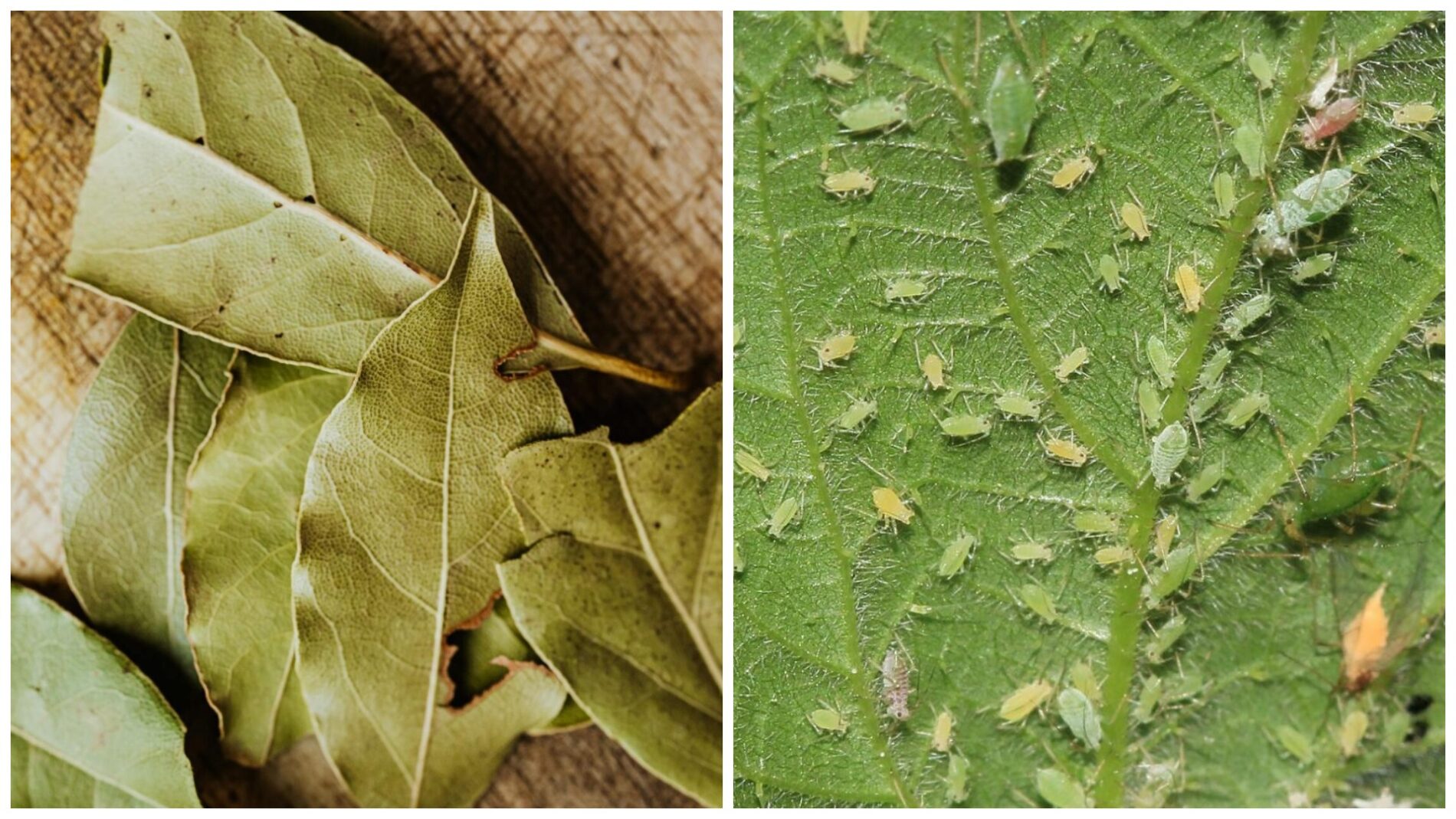 Городники поділилися секретним рецептом розчину від попелиці