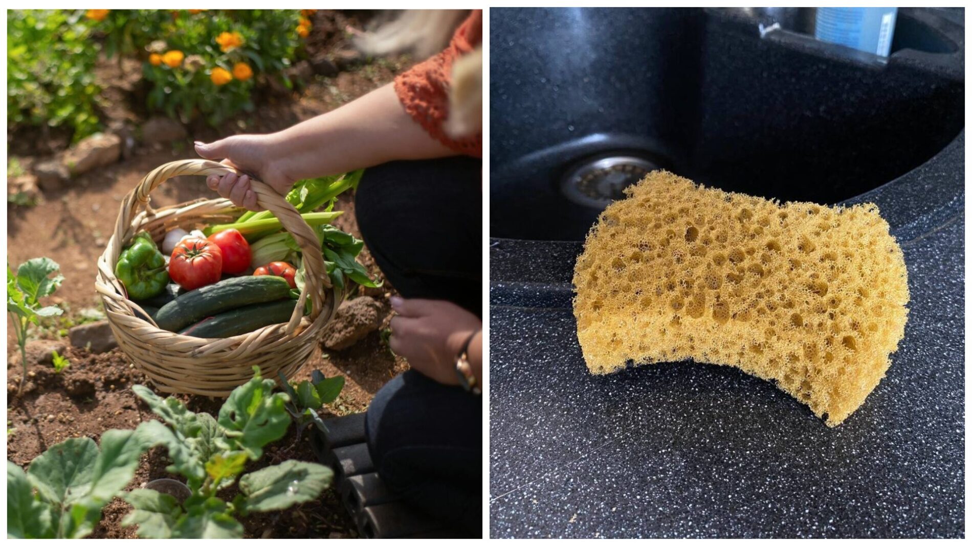 Садівники розповіли, як використати старі губки для миття посуду на городі