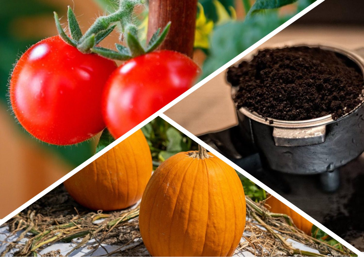 Городники розповіли, як використати кавову гущу для підживлення культур