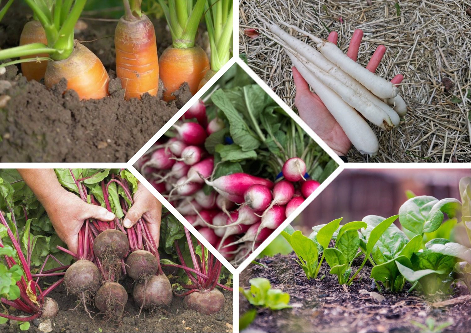 Городники розповіли, які культури можна посіяти в серпні