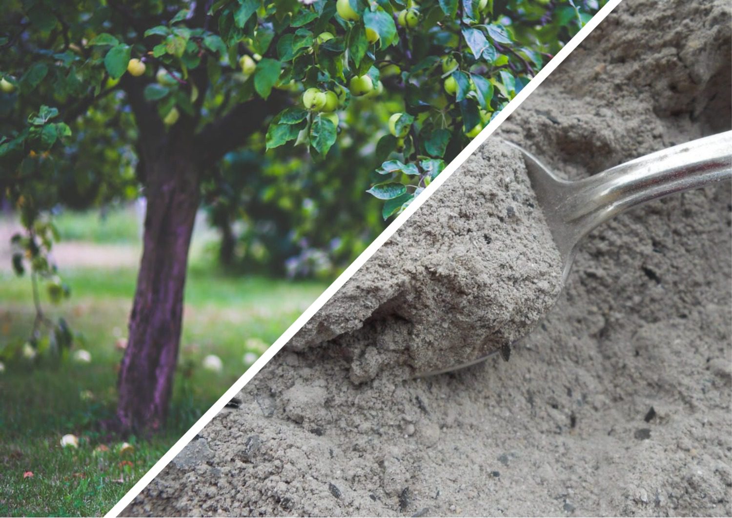 Садівники розповіли, як підготувати плодові дерева до зими