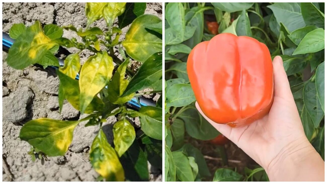 Городники розповіли, що робити, якщо жовтіє листя на перці